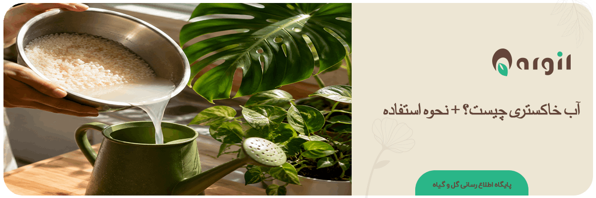 آب خاکستری چیست و چگونه از آن برای آبیاری گل و گیاهان آپارتمانی استفاده کنیم؟